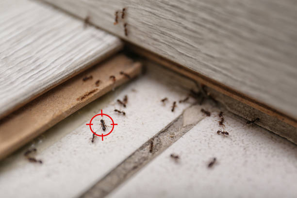 Best Local Pest Control Services  in Burke Centre, VA