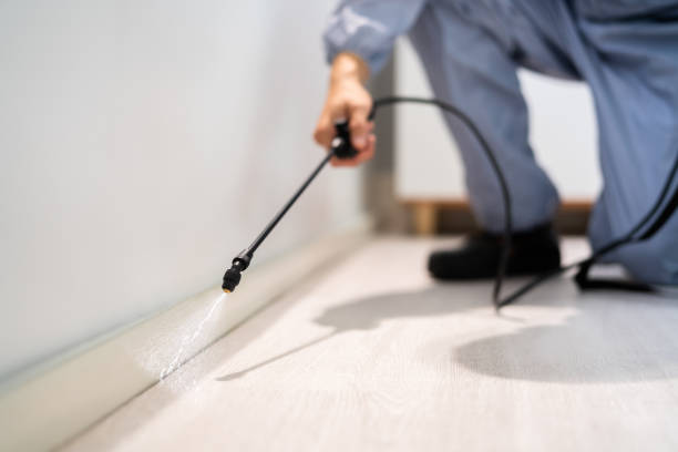 Best Wasp Removal Services  in Burke Centre, VA