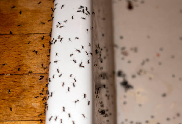 Best Spider Control Near Me  in Burke Centre, VA